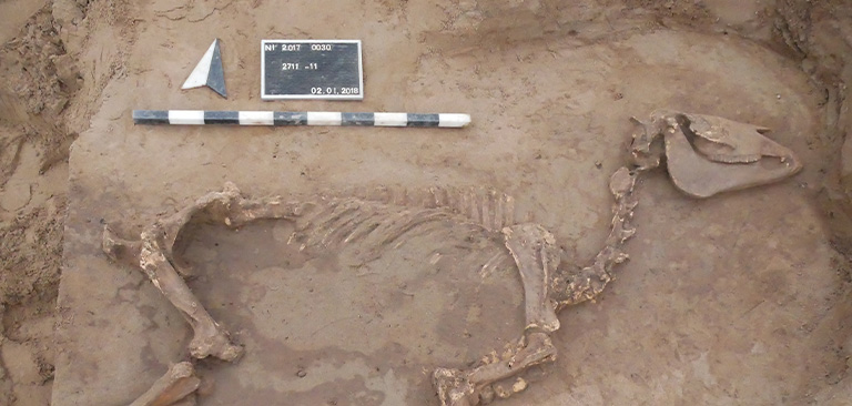 Ein Skelett eines Tieres im Sand, mit Maßstab und Beschriftung oberhalb.